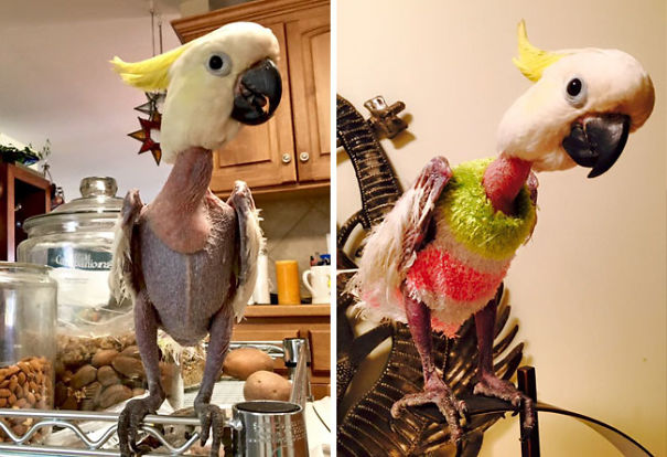 Javi Wears Tiny Sweaters To Keep Her Warm After She Plucked Out All Her Feathers