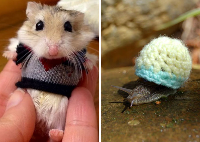 72 Tiny Animals In Tiny Sweaters That Will Make You Go Aww
