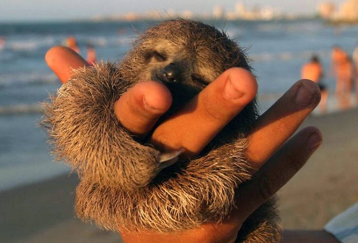 100 Unbearably Cute Sloth Pics To Celebrate The ...