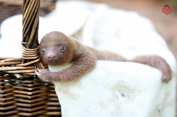 Cute-sloths