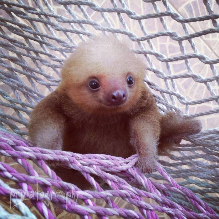Cute-sloths
