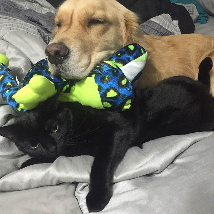 Therapy Dog Takes A Different Toy To Bed Each Night
