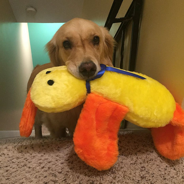 dog-brings-toys-mojito-12