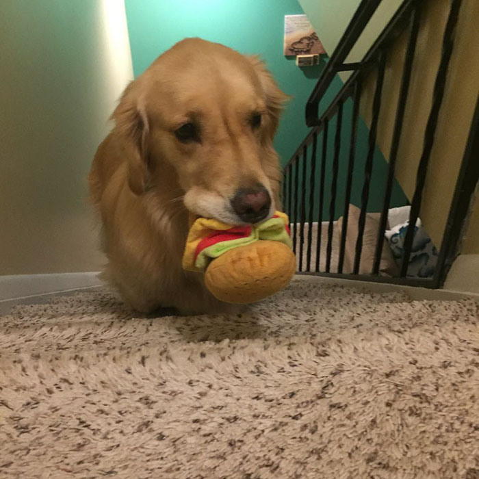 Therapy Dog Takes A Different Toy To Bed Each Night