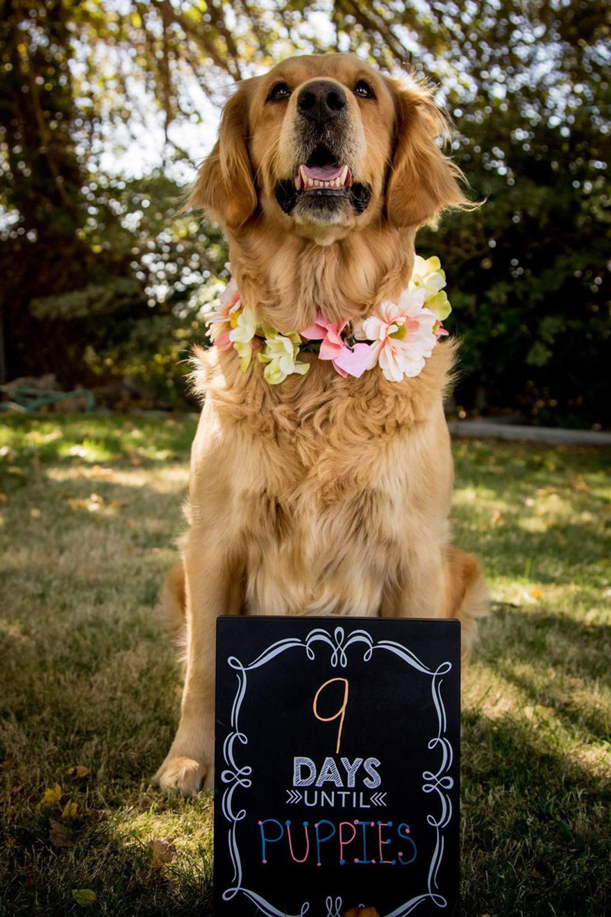 Pregnant Dog Gets Her Own Maternity Photo Shoot, And She Totally Kills It