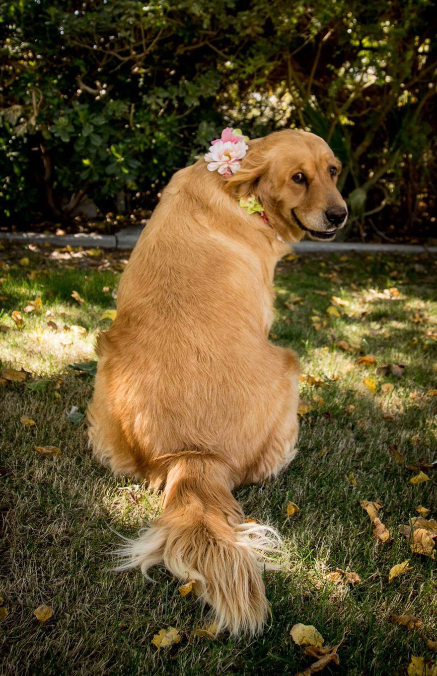 Pregnant Dog Gets Her Own Maternity Photo Shoot, And She Totally Kills It