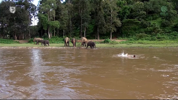 Elephant Sees A Guy Drowning, Rushes To Save Him