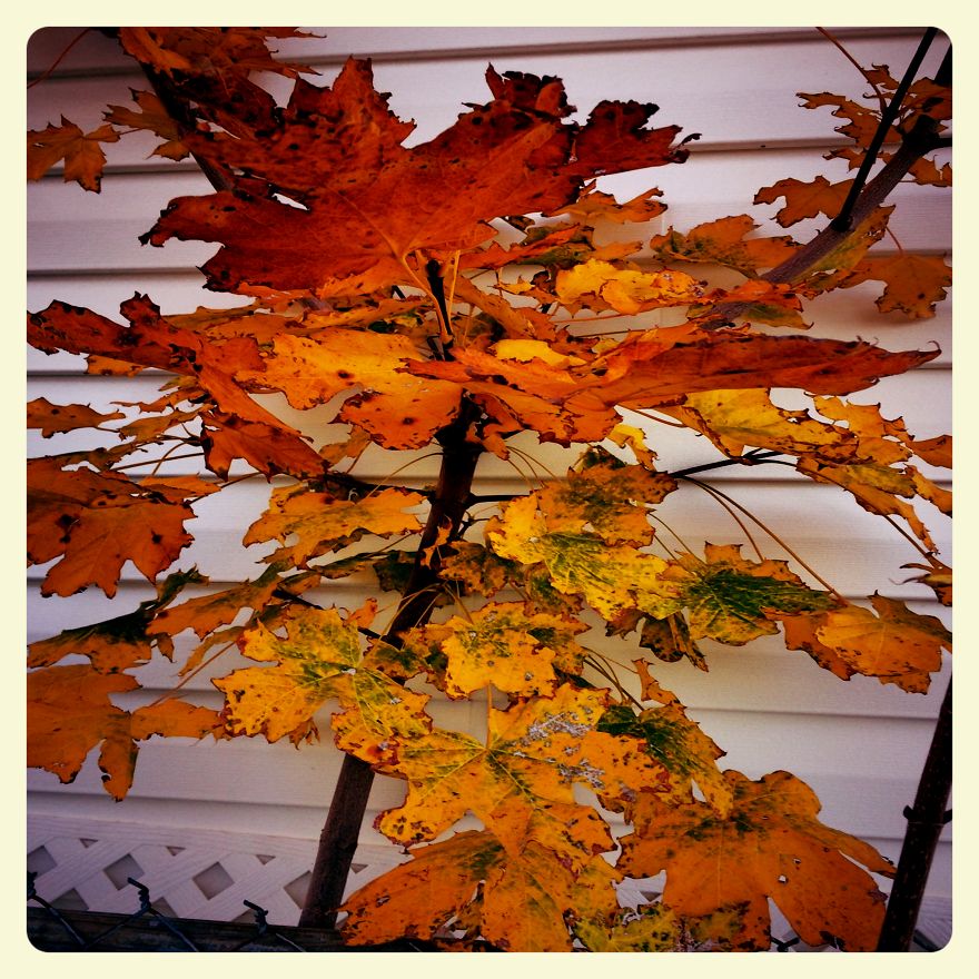 Small Maple Tree In October