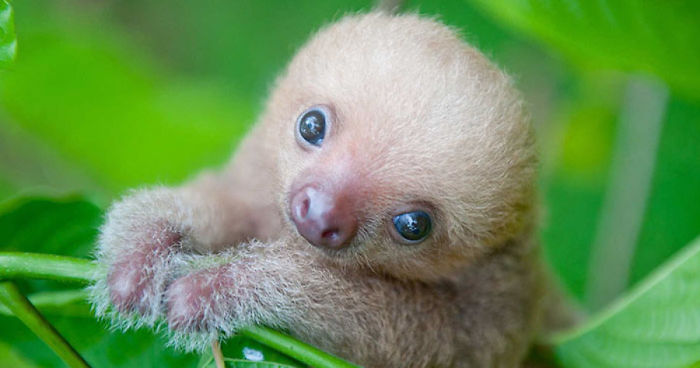 super realistic sloth baby