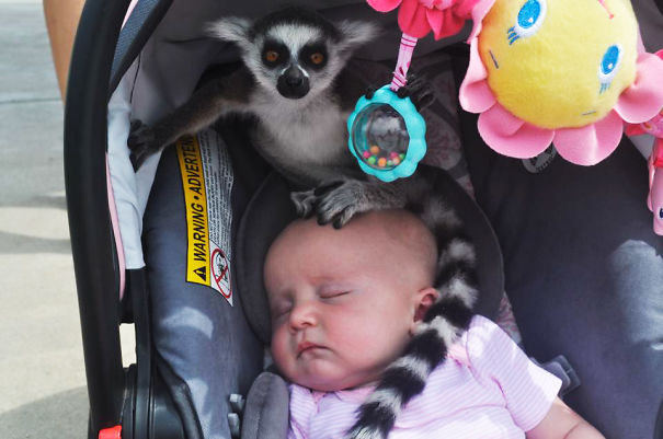 My Friend Had Her Daughters At A Zoo When She Heard, "Ma'am, There's A Lemur On Your Baby."