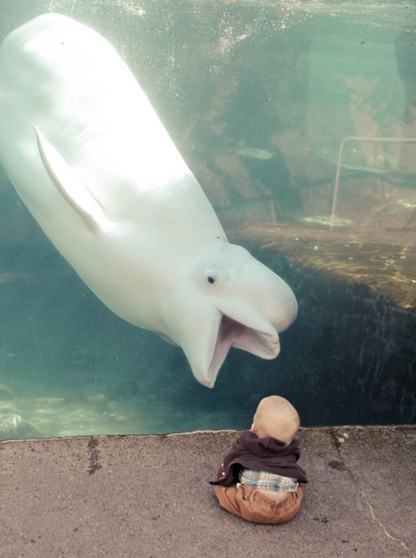 Just A Beluga Whale Trying To Eat A Baby
