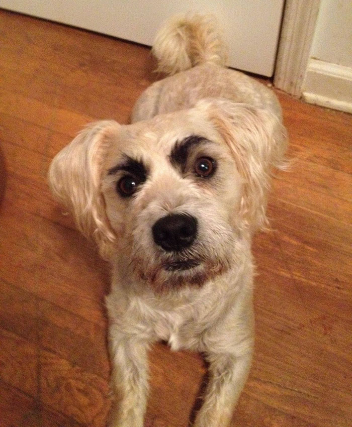 White dog with black eyebrows 