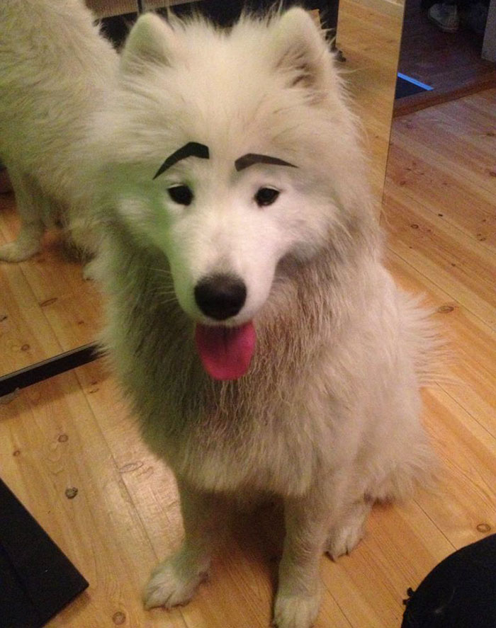 Samoyed with black eyebrows 