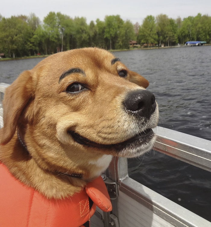 Dog with eyebrows on a boat wearing water vest 