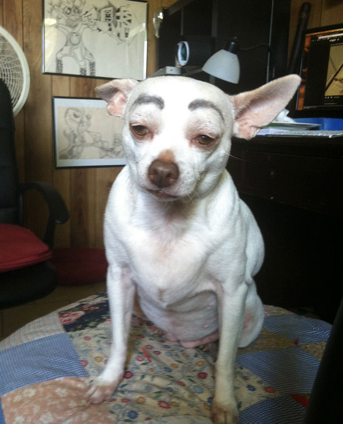 My Dog With Eyebrows
