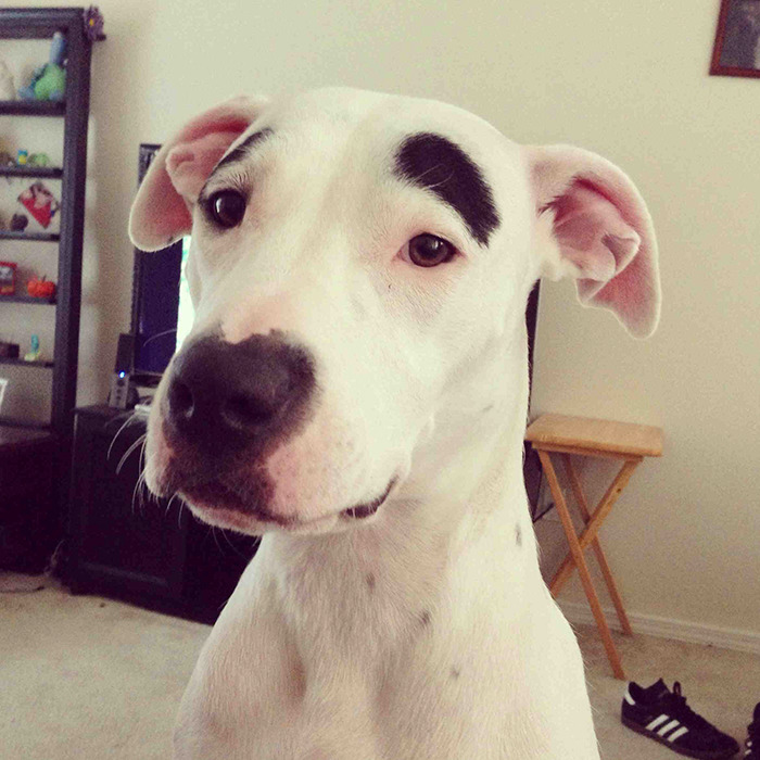 White dog with black eyebrows 