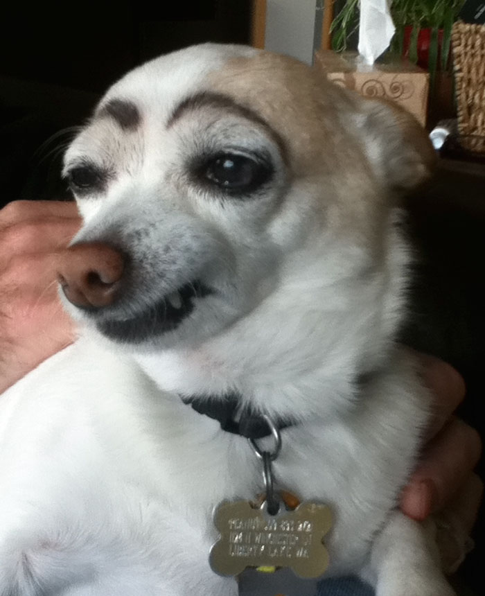 Chihuahua with eyebrows 