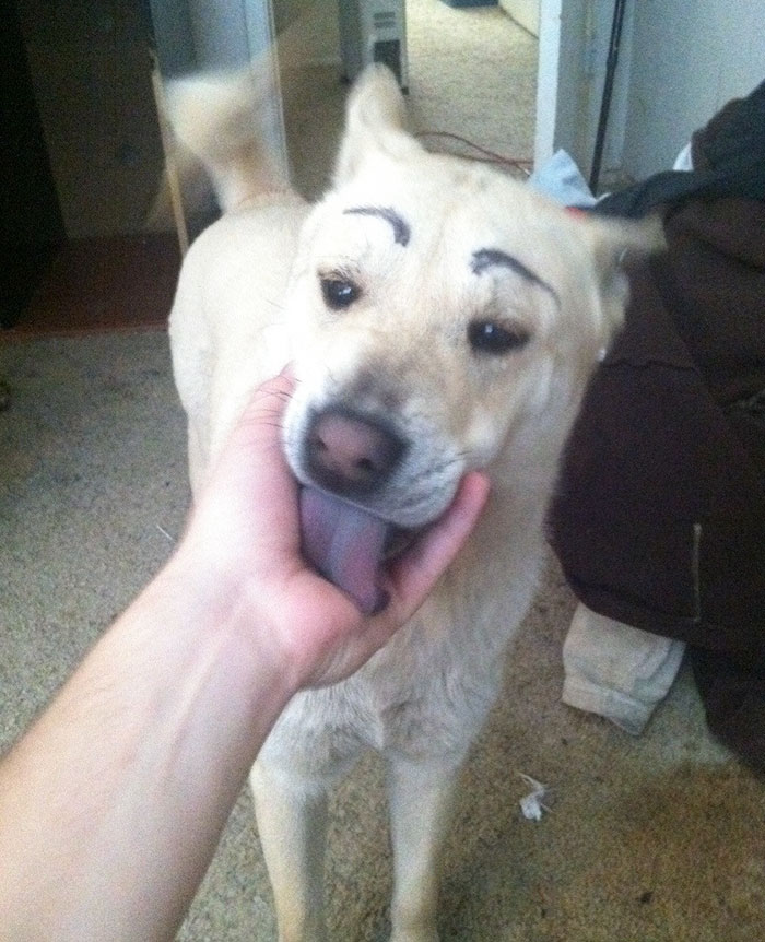 Dog with eyebrows licking human hand 