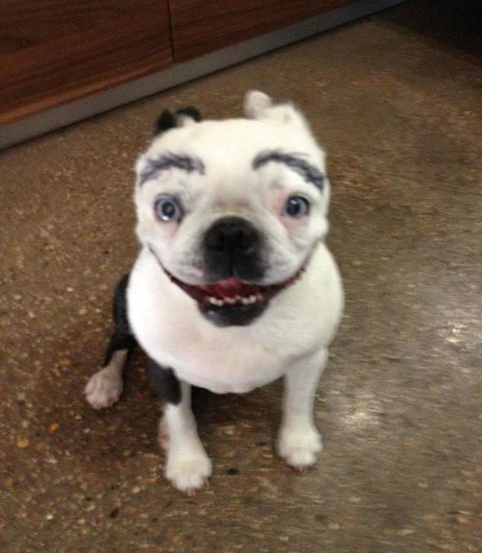 My Friend Has Convinced Me That Drawing Eyebrows On Your Dog Makes Everything Funny