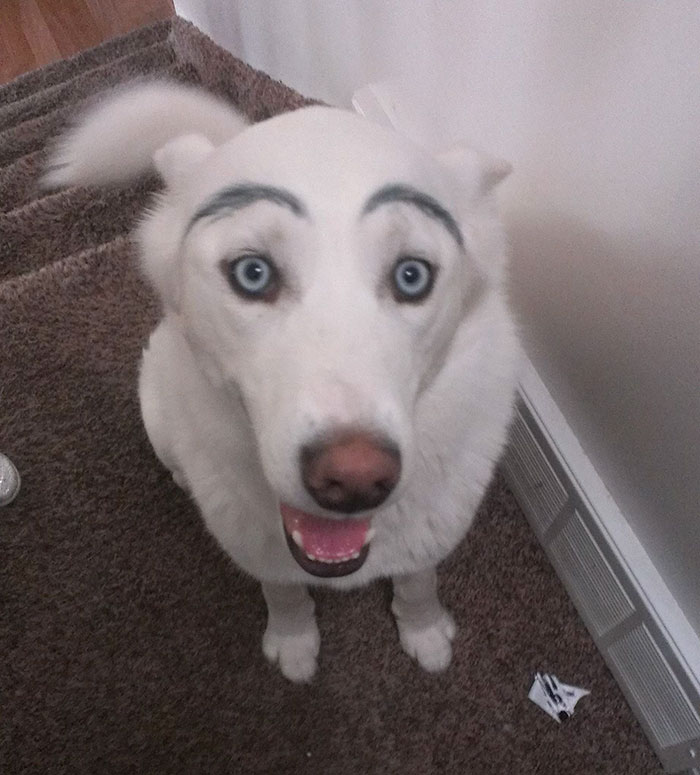 White dog with blue eyes and eyebrows