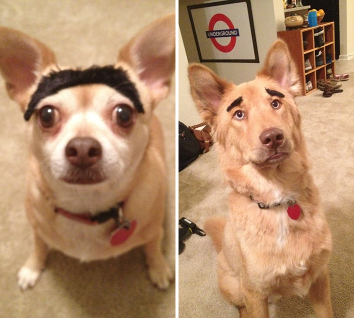One Night While Drinking We Put Eyebrows On Our Dogs. They Seemed Okay With It
