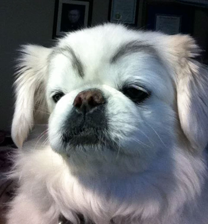 White dog with eyebrows 