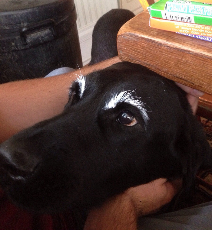 Black dog with white eyebrows 