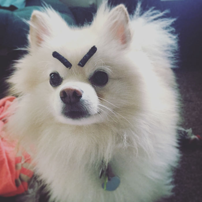 Spitz with black eyebrows looks angry 