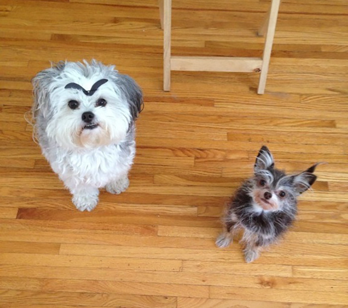 Two small dogs, one with black eyebrows