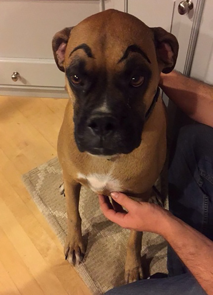 My Neighbor's Dog Stops By Sometimes. We Drew Eyebrows On Him This Time
