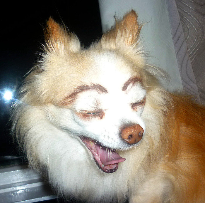 Dog with eyebrows yawning 