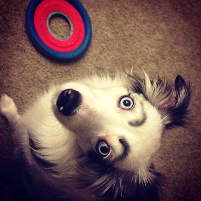 Black and white dog with eyebrows and blue eyes 