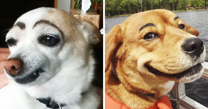 39 Dogs With Eyebrows