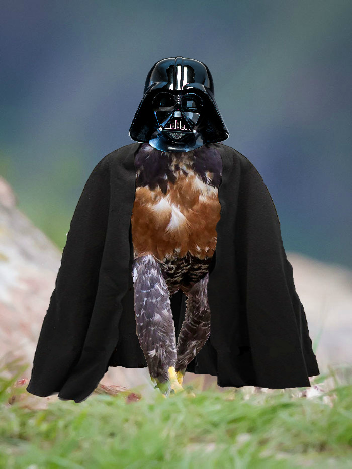 I Find Your Lack Of Feathers Disturbing.