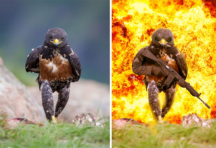 This Badass Hawk Just Sparked The Most Intense Photoshop Battle Ever (95 Pics)