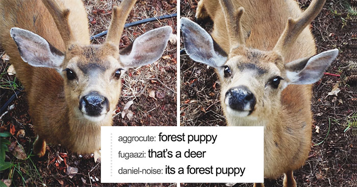 64 Animal Posts On Tumblr That Are Impossible Not To Laugh At