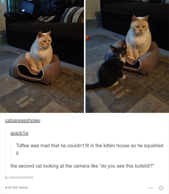 60 Cat Posts On Tumblr That Are Impossible Not To Laugh At Bored