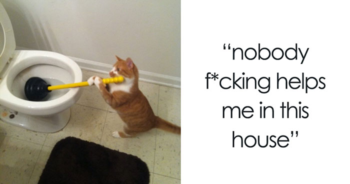 60 Cat Posts On Tumblr That Are Impossible Not To Laugh At