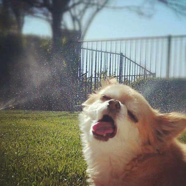 He Likes Sprinklers...