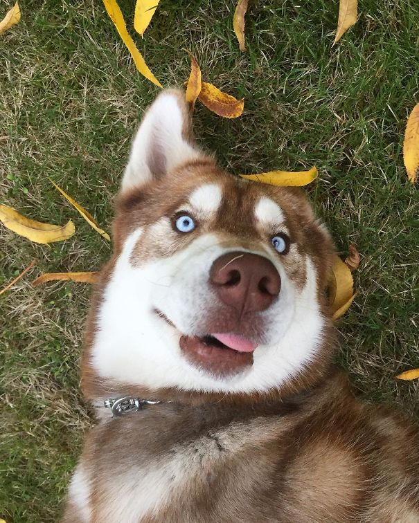Happy Autumn From My Derp Husky!