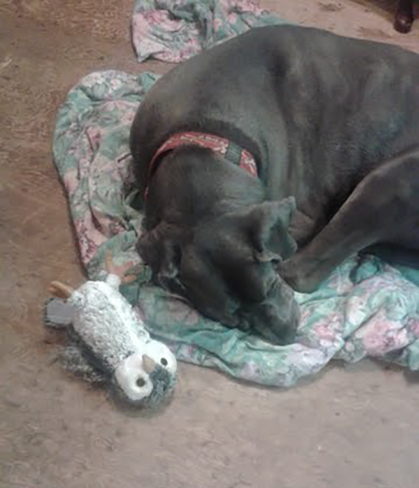 Great Dane Destroyed Every Toy Until He Got A Plush Owl, Now He thinks It's His Pet