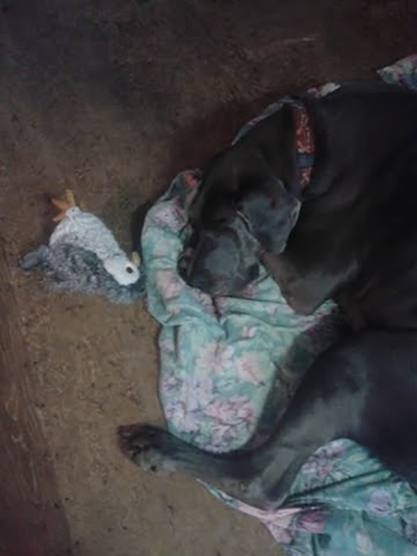 Great Dane Destroyed Every Toy Until He Got A Plush Owl, Now He thinks It's His Pet