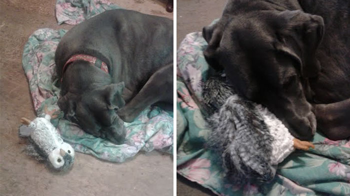 Great Dane Destroyed Every Toy Until He Got A Plush Owl, Now He thinks It’s His Pet