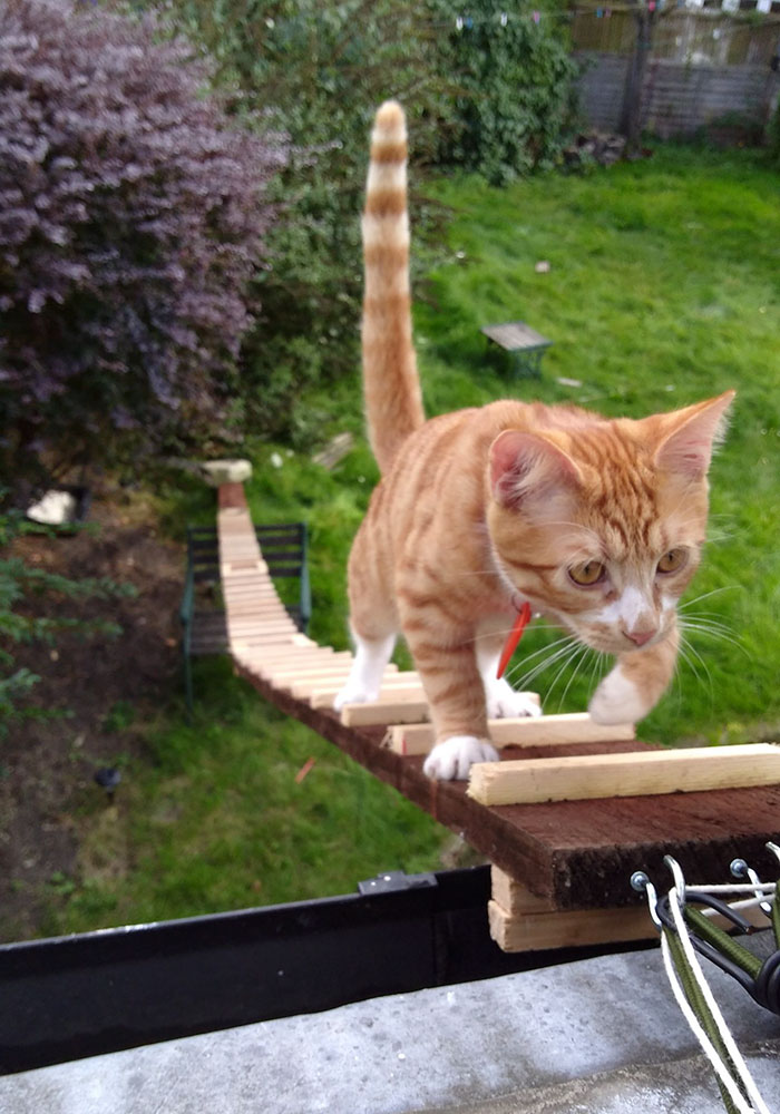 When The Landlord Banned Cat-Flaps, This Genius Guy Built A Ladder For His Cat To Sneak In