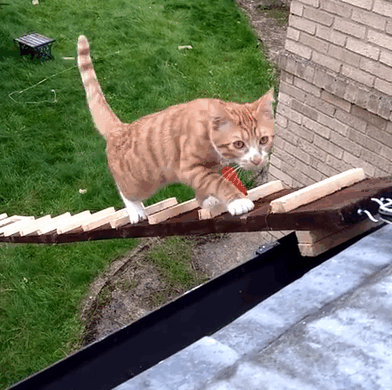 When The Landlord Banned Cat-Flaps, This Genius Guy Built A Ladder For His Cat To Sneak In