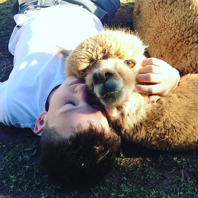 Guy Saves Alpaca From Meat Factory, And Now They're Best Friends!