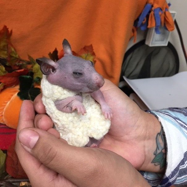 Abandoned Hairless Hamster Gets A Tiny Sweater To Protect From Cold