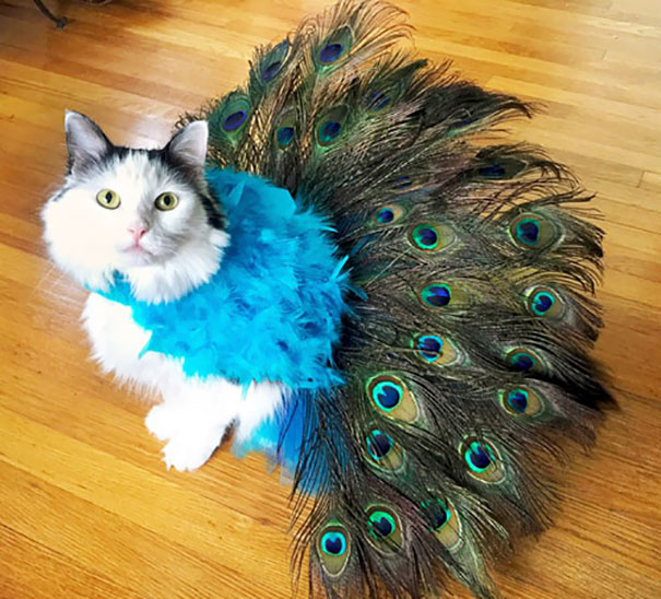 Pretty Peacock Cat Costume I Made For Sophie