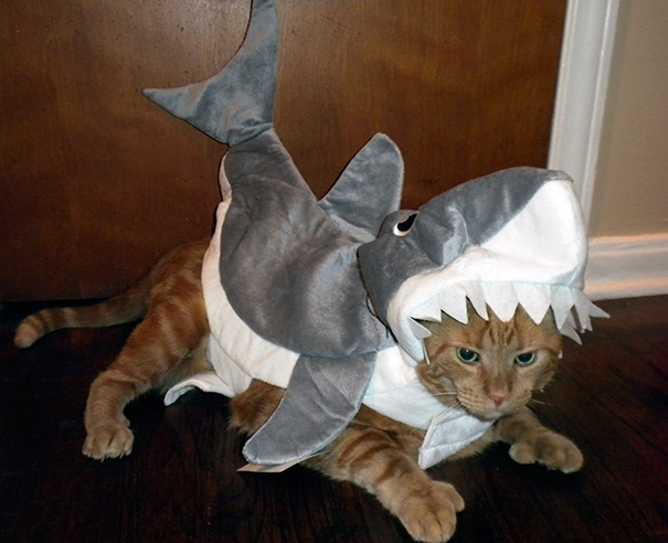 My Girlfriend Got Her Cat A Shark Costume. I Don't Think He Was A Fan