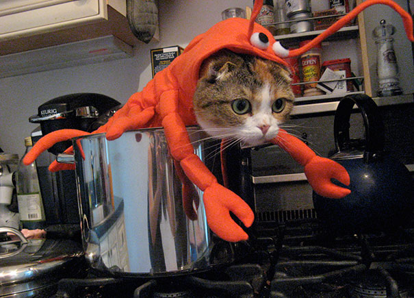 Katamari Dressed As A Lobster
